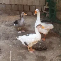 تعداد سه عدد قاز برا فروش