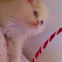 بچه گربه ی پرشین سفید اصیل