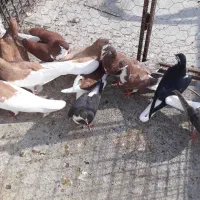 کبوتر رنگی|پرنده|بندر کنگان, |دیوار