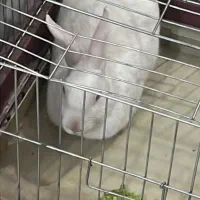 خرگوش سفید چشم قرمز نر|موش و خرگوش|تهران, نظامآباد|دیوار