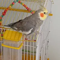 عروس هلندی