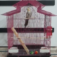 عروس هلندی