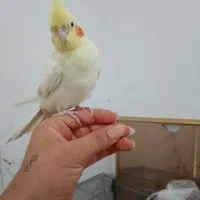 جفت عروس هلندی نر سخنگو