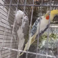 ۸عدد عروس هلندی جهت معاوضه