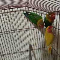 طوطی برزیلی،مرغ عشق اسپانگل،مرغ عشق با جوجه|پرنده|شیراز, ده پیاله|دیوار