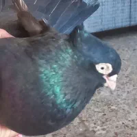 کبوتر زاغ آبادانی|پرنده|اهواز, کوی رمضان|دیوار