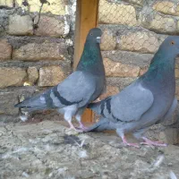 فروش ۷۰ جفت کبوتر