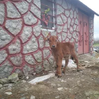 ورزا کوله شیر خور ۲ماهه گاو لیشه