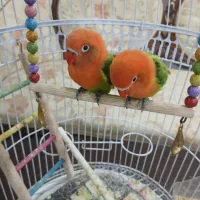 یک جفت طوطی برزیلی|پرنده|مشهد, بهارستان|دیوار