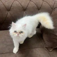 گربه خانگی کاملا تربیت شده دارای شناسنامه