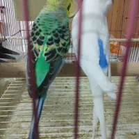 مرغ عشق رنگ خاص روی تخم بشرط