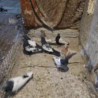 سینه کله|پرنده|مشهد, نوید|دیوار