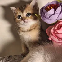 بریتیش گلد ماده ny25