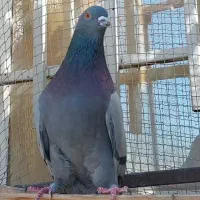 کفترگرو نر و ماده(ساعت سنگین)ولی دوستی.