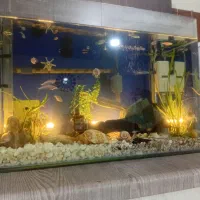 آکواریوم|ماهی|هشتگرد, شهرک گلها|دیوار