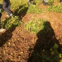 دست کنه لوبیا وجمع کردن سیب زمینی