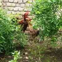 مرغ و خروس لاری .به قیمت مرغ محلی