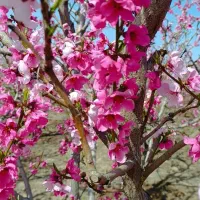 باغ ویلا علیشاه انواع متراژ