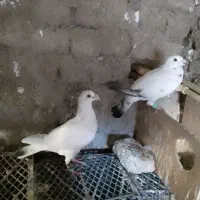 کبوتر جفتکاهی|پرنده|گالیکش, |دیوار