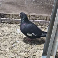 ماده سرک شهری