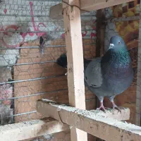 کبوتر|پرنده|هشتگرد, شهرک بعثت|دیوار