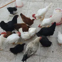 جوجه محلی گوشتی و بلدرچین و لاری