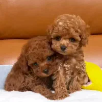 توله سگ توی پودل و تاینی|سگ|اصفهان, خانه اصفهان|دیوار