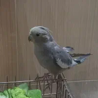 پرنده|پرنده|قم, نوبهار|دیوار