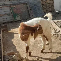 بزغاله|حیوانات مزرعه|نورآباد, |دیوار