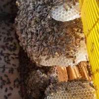 عسل طبیعی دامنه سهند