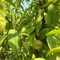 باغ چهار دیواری قدیمی ( انواع درختان میوه بارده)|فروش زمین و ملک کلنگی|رباط‌کریم, |دیوار