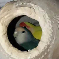 طوطی برزیلی ،کتوله