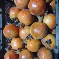 انار ابدار ملس