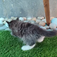 گربه پرشین رنگی|گربه|اهواز, کوی مهدیس|دیوار