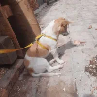 طوله سگ ترکیبی