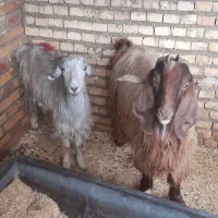 توشتیر فروشی