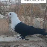 چنتا کبوتر مقبول|پرنده|بجنورد, |دیوار