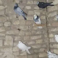 دسته کفتر هوایی فروشی
