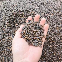 بذر لوبیا سبز سان ری کشتزار