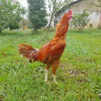 خروس لاری نزدیک سال