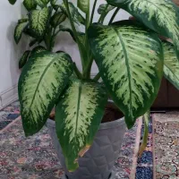 گل طبیعی دیفن|گل و گیاه طبیعی|بانه, |دیوار