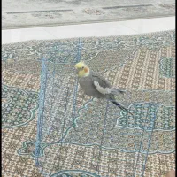 جیکوگمشده