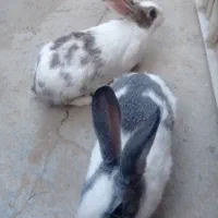 فروش یه جفت خرگوش خارجی|موش و خرگوش|بانه, |دیوار