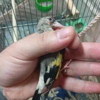 سهره کرمانی نر جوجه قفس