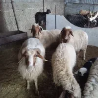 بز و میش|حیوانات مزرعه|مهران (ایلام), |دیوار