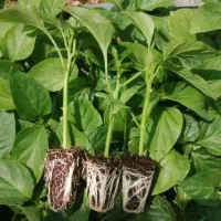 فروش انواع نشا شتیل گوجه فلفل خیار کدو توت فرنگی