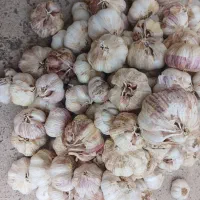 ۶۰کیلو سیر طارم درج یک