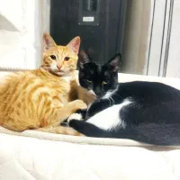 واگذاری گربه خانگیDSH