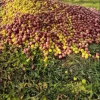 خریدار  سیب  پادرختی  باغداران  عزیز هستم