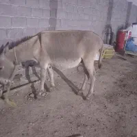 الاغ